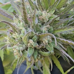 Laughing Lakshmi x Ringos Dog (10 Regular Seeds)