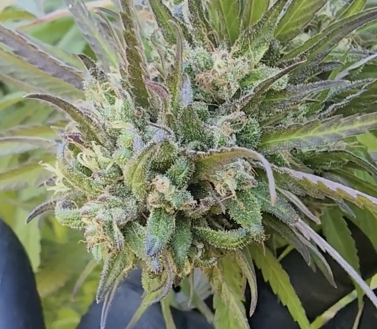Laughing Lakshmi x Ringos Dog (10 Regular Seeds)