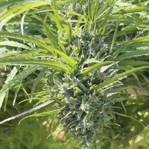 Melted Heart (10 Regular Seeds)