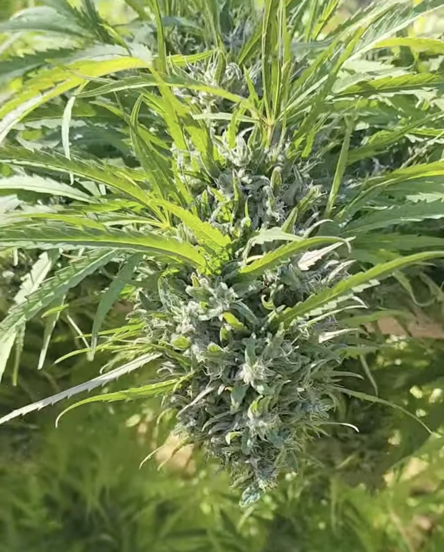 Melted Heart (10 Regular Seeds)