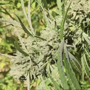 Swazi Nights F2 (10 Regular Seeds)