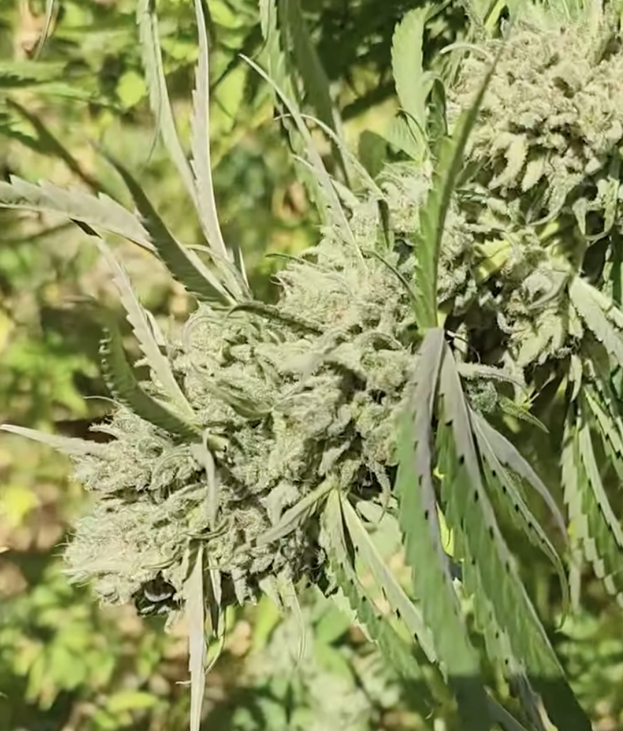 Last Chance At Love (10 Regular Seeds)
