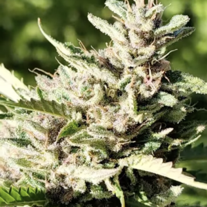 Swazi Spell (10 Regular Seeds)