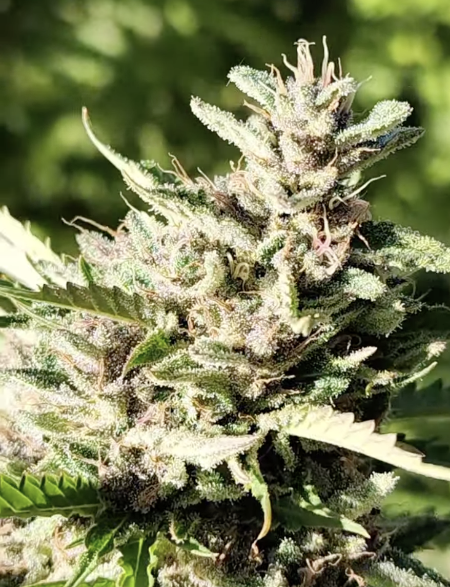 Swazi Spell (10 Regular Seeds)