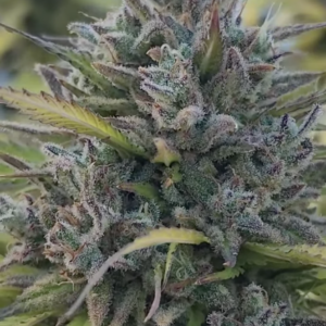 Euphoric Verde (10 Regular Seeds)