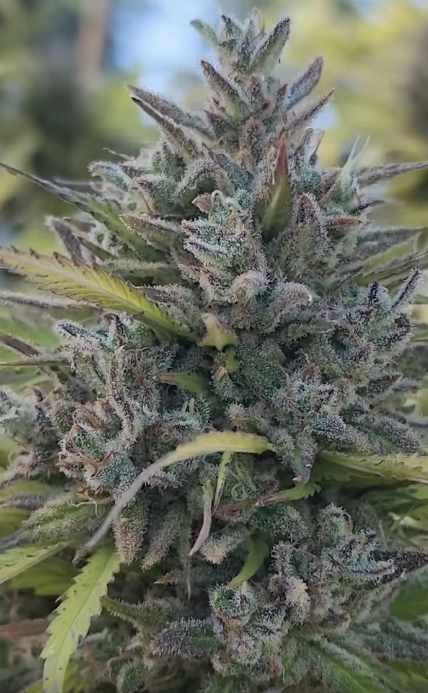 Sacred Spice (10 Regular Seeds)