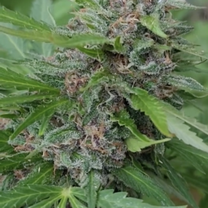 Bicycle Day Kush (10 Regular Seeds)