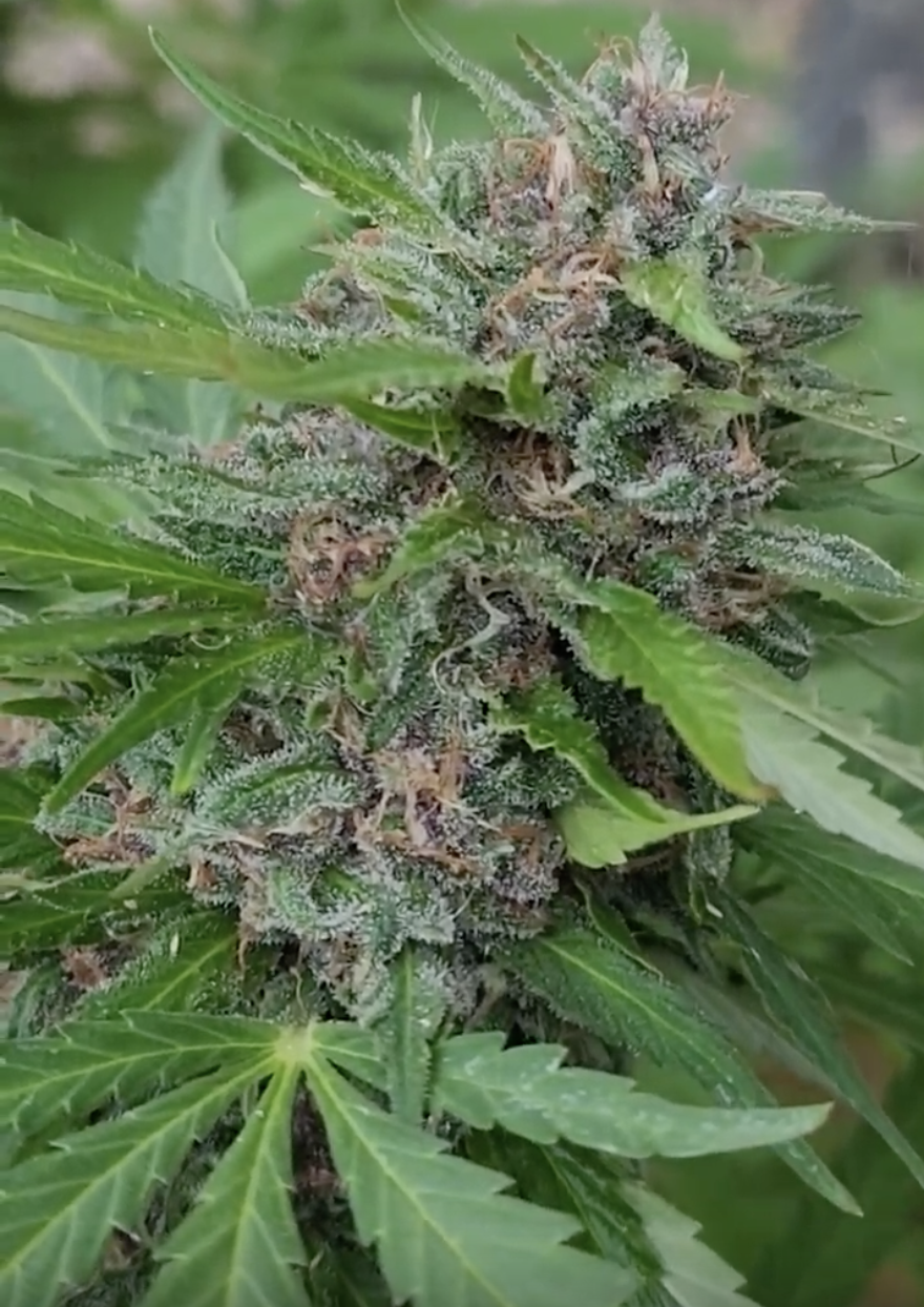 Bicycle Day Kush (10 Regular Seeds)