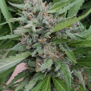 Bicycle Day Kush F2 (10 Regular Seeds)
