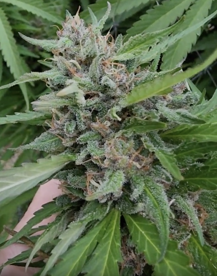 Bicycle Day Kush F2 (10 Regular Seeds)