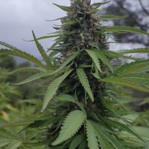 Bicycle Day Kush x (White CBG x Circles CBG) (10 Regular Seeds)