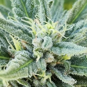 Midnight Sangria (10 Regular Seeds)