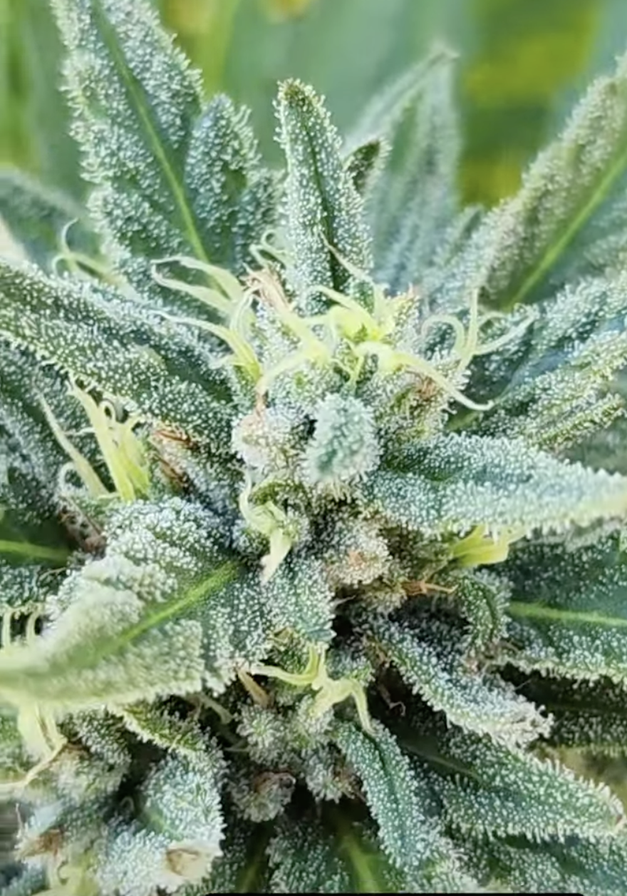 Midnight Sangria (10 Regular Seeds)