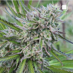 Spellcaster F3 (10 Regular Seeds)