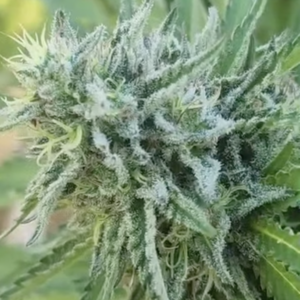 Taj Mahal (10 Regular Seeds)