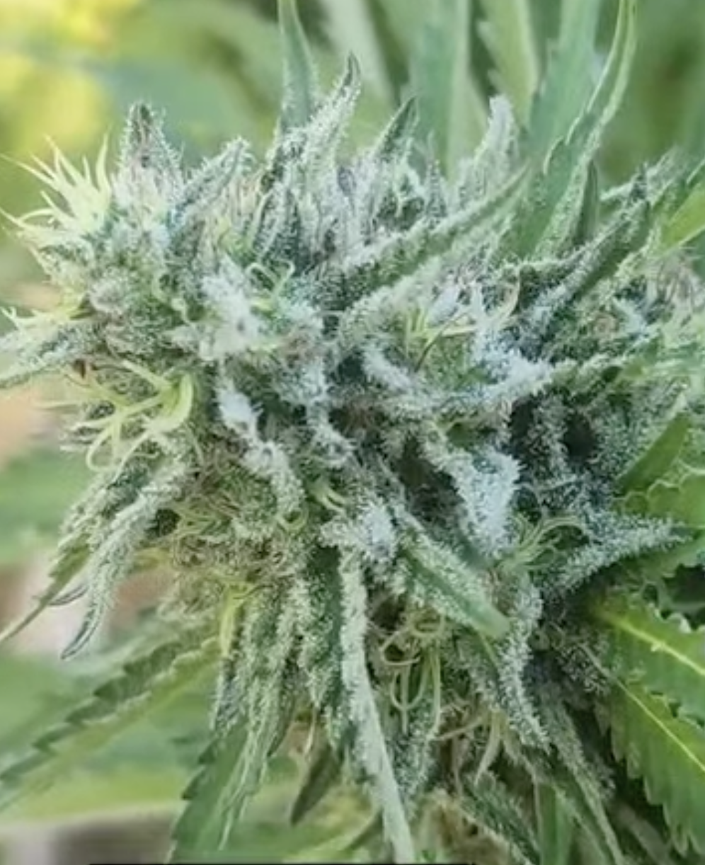 Sour Mahal (10 Regular Seeds)