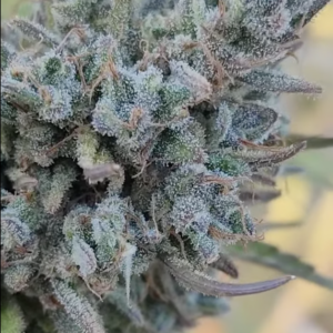 African Oasis (10 Regular Seeds)