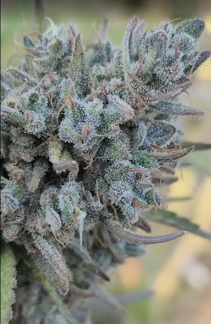 African Oasis (10 Regular Seeds)