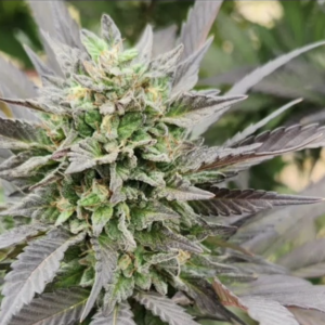 True Black and Blue (10 Regular Seeds)