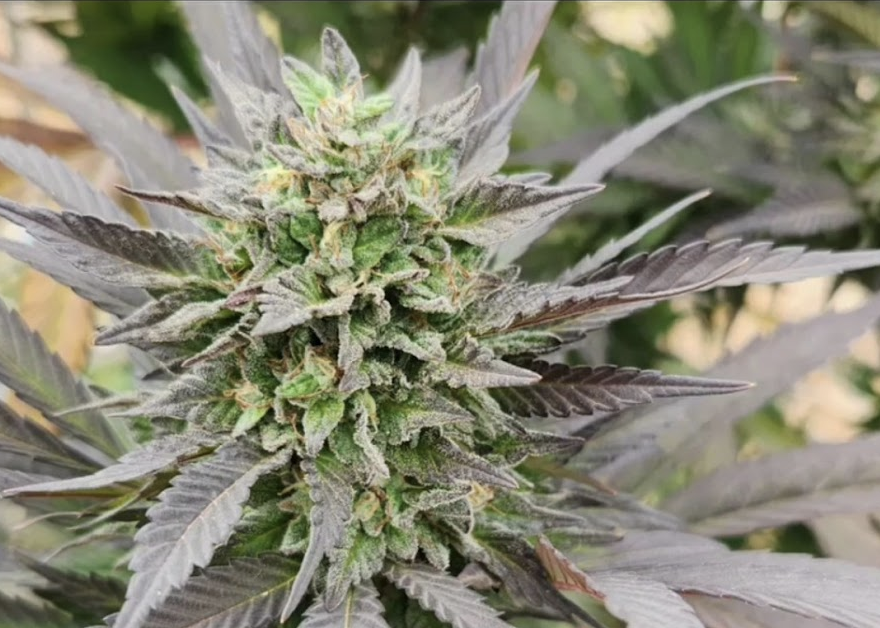 True Black and Blue (10 Regular Seeds)