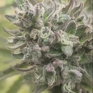 Royal Uprise (10 Regular Seeds)