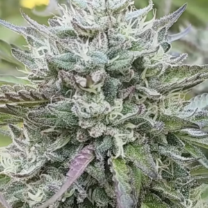 Wedding Gift (10 Regular Seeds)