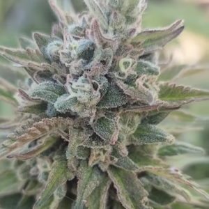 Sherb Cakez (10 Regular Seeds)