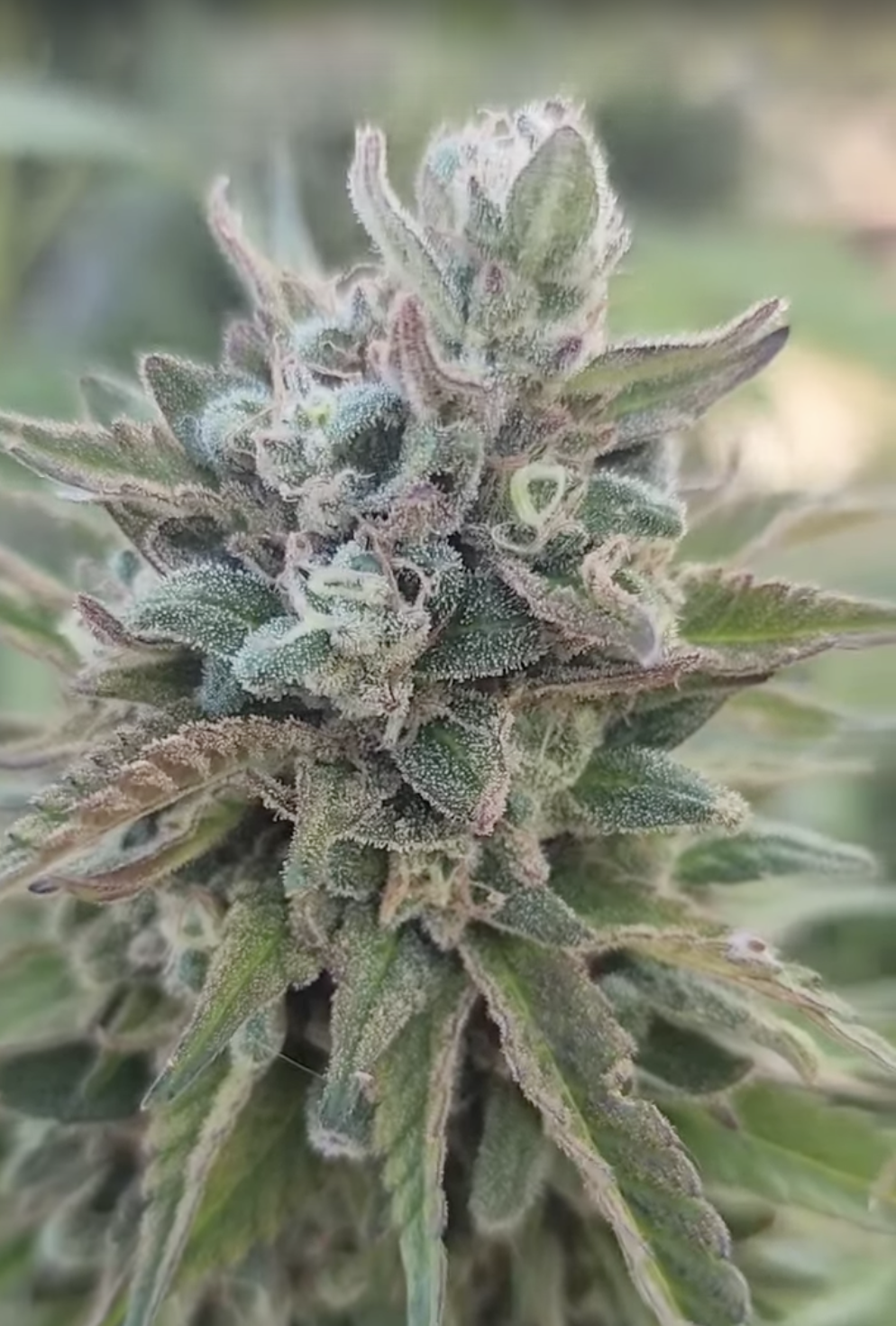 Sherb Cakez (10 Regular Seeds)