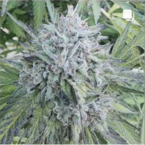 Wake Up Call (10 Regular Seeds)