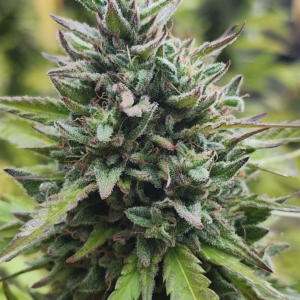 Lucky Tide (10 Regular Seeds)