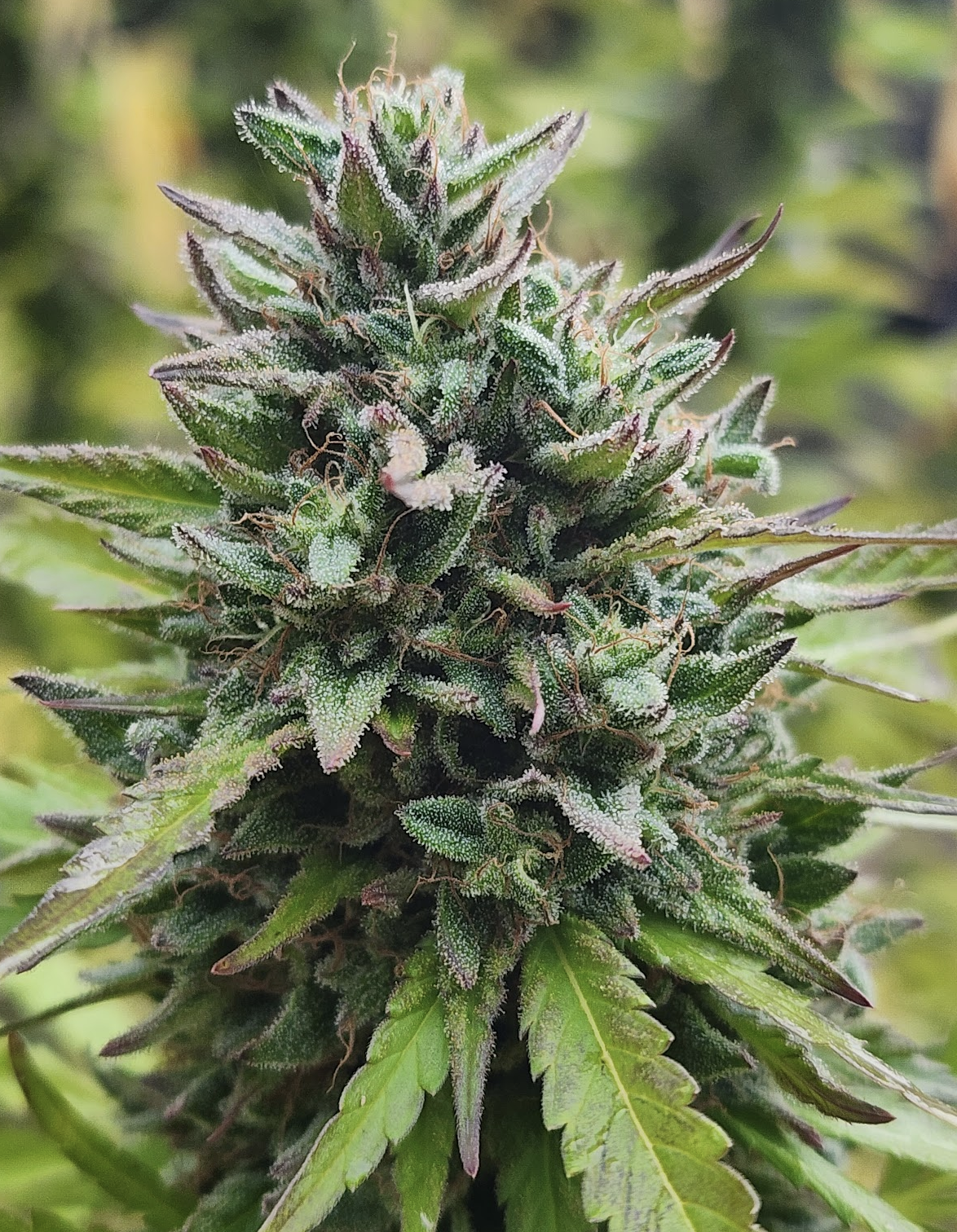 Lucky Tide (10 Regular Seeds)