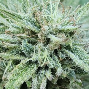 Critical Durban THCV x (Circles CBG x Witches Brew CBD) (10 Regular Seeds)