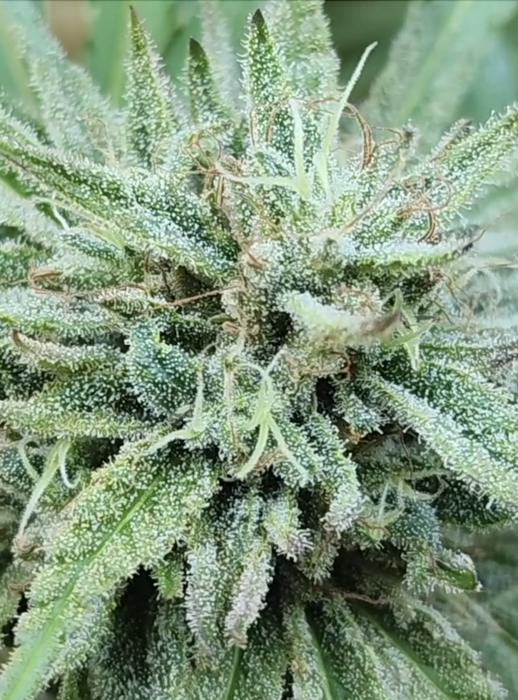 Critical Durban THCV x (Circles CBG x Witches Brew CBD) (10 Regular Seeds)