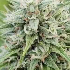 (White CBG x Circles CBG) X (Circles CBG x Witches Brew CBD) (10 Regular Seeds)