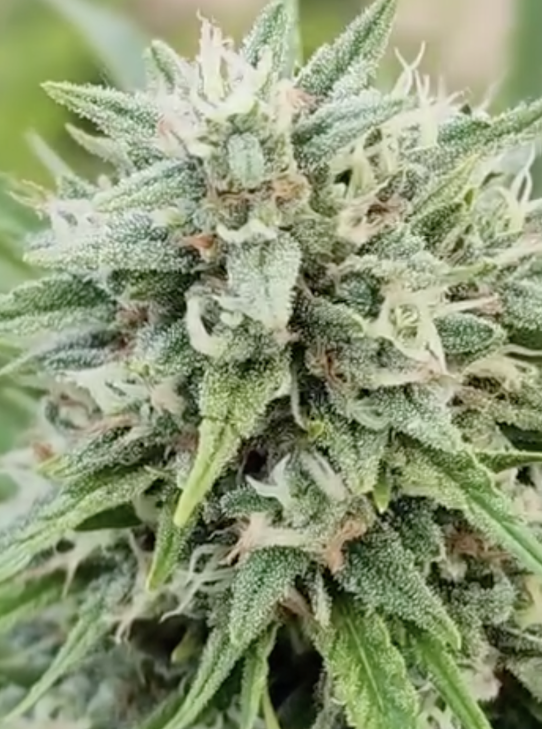 (White CBG x Circles CBG) X (Circles CBG x Witches Brew CBD) (10 Regular Seeds)