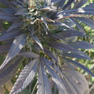 Blue Work (10 Regular Seeds)