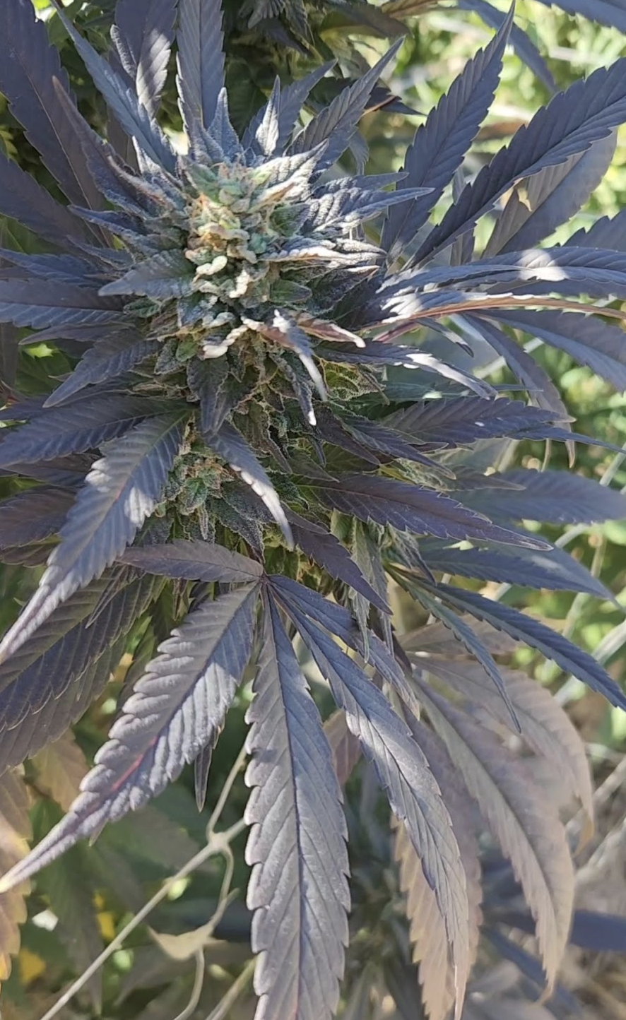 Blue Work (10 Regular Seeds)