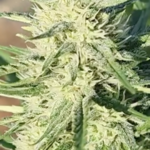 Circles x (White x Circles) (10 Regular Seeds)