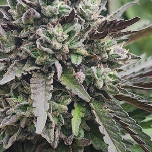 Dready Koffee (10 Regular Seeds)