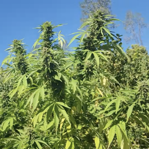 Golden Hindu (10 Regular Seeds)