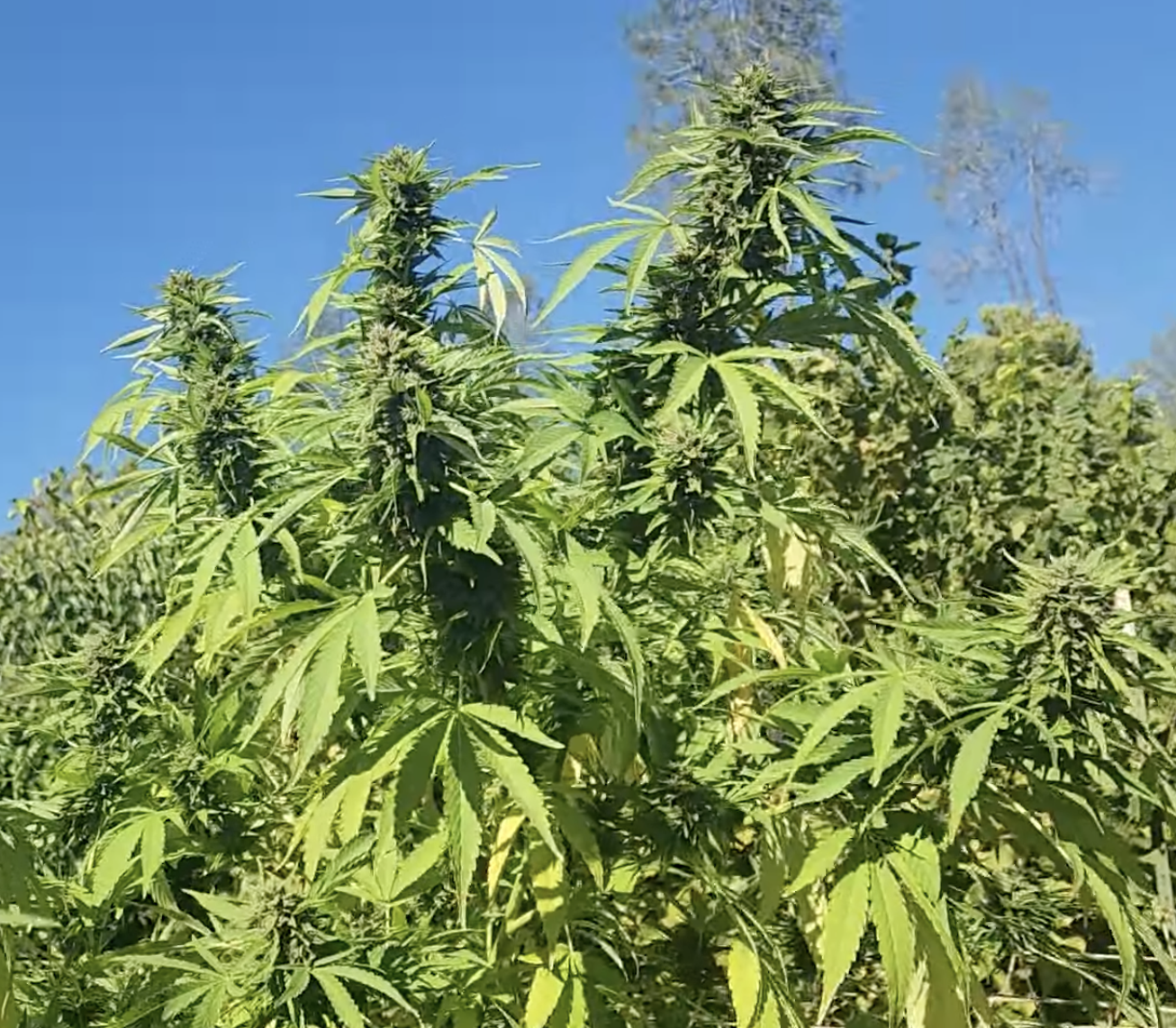 Golden Hindu (10 Regular Seeds)