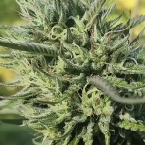 Golden Uprise (10 Regular Seeds)