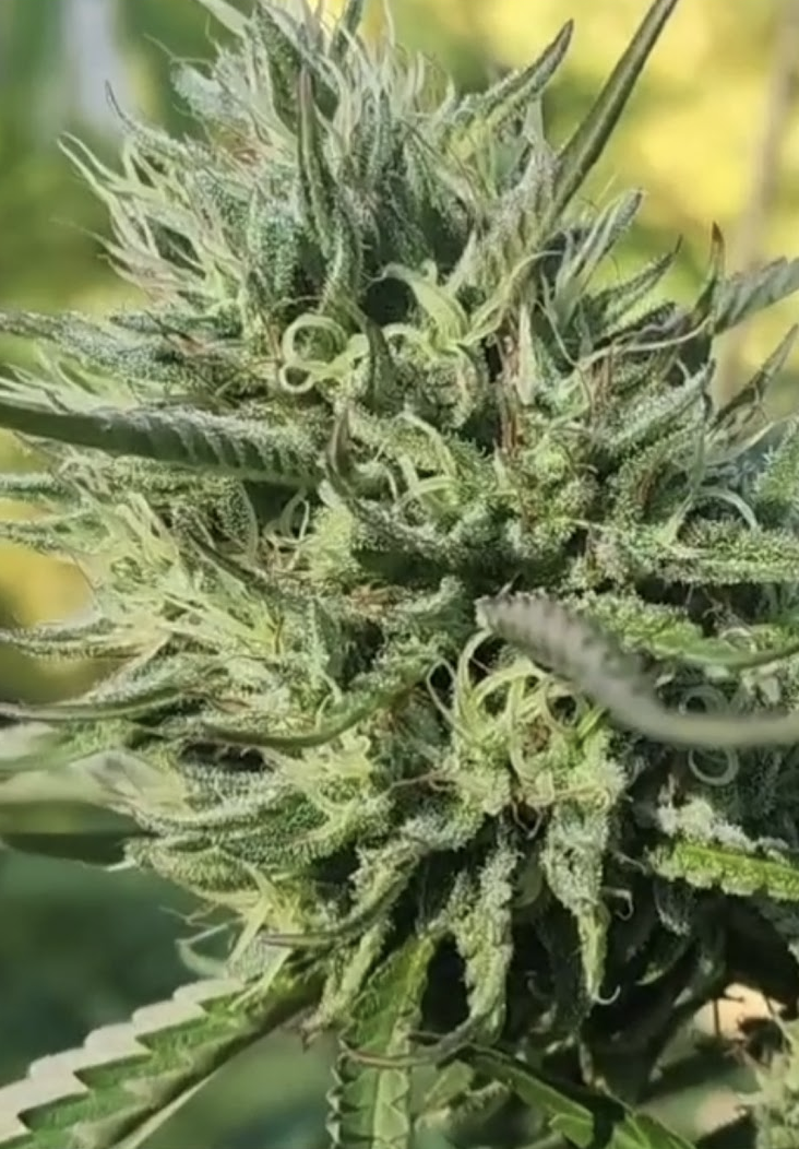Golden Uprise (10 Regular Seeds)