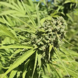 Laughing Dog F2  (10 Regular Seeds)