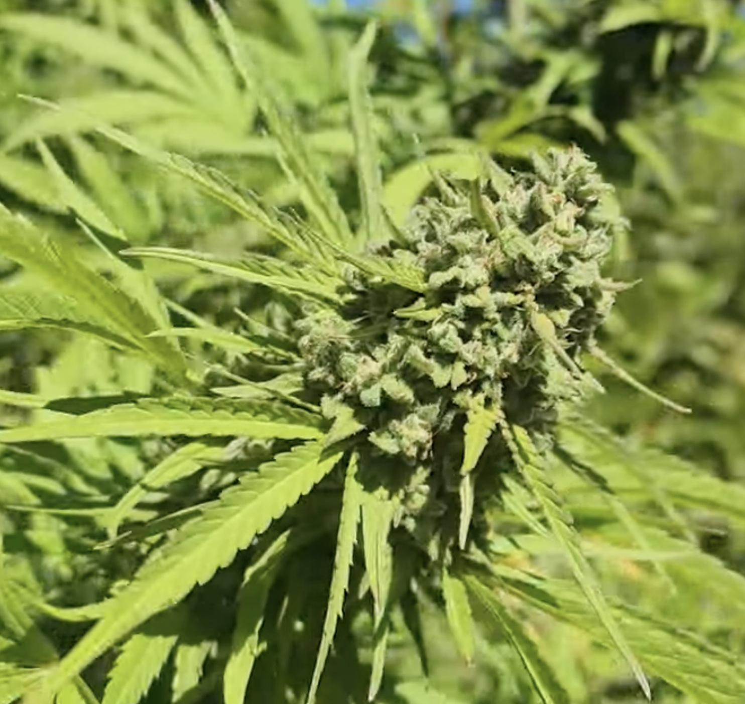 Laughing Dog F2 (10 Regular Seeds)