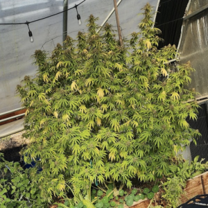 Laughing Lakshmi (10 Regular Seeds)