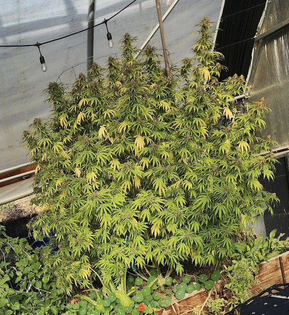 Laughing Lakshmi (10 Regular Seeds)