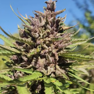 Lemon Orchard   (10 Regular Seeds)
