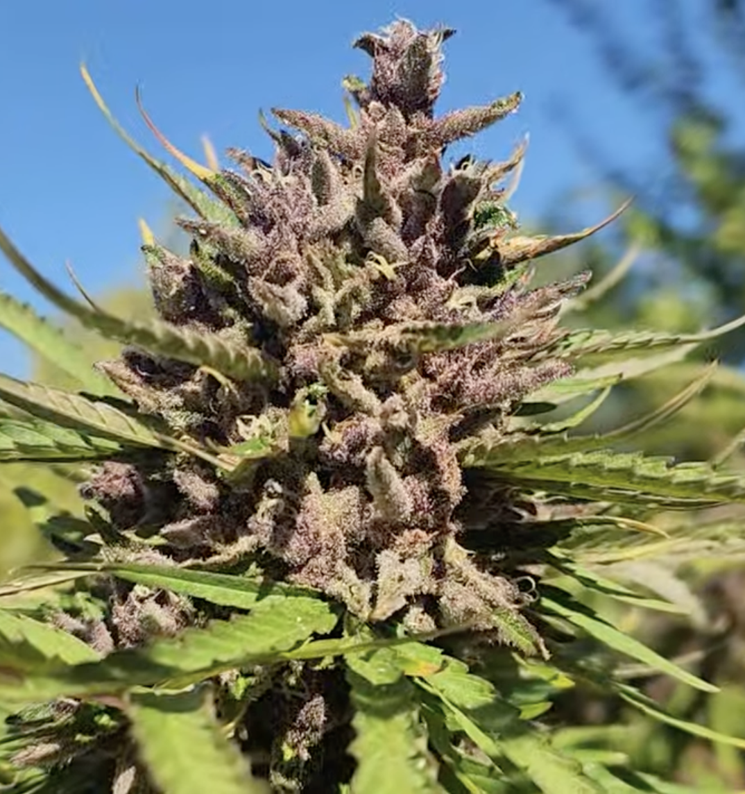 Lemon Orchard (10 Regular Seeds)