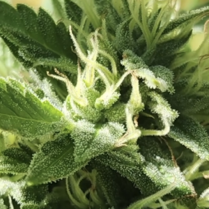 Deadly Dose (10 Regular Seeds)
